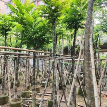 截杆麻楝麻8～12公分基地直销大小规格齐全欢迎来电