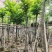 截杆麻楝麻8～12公分基地直销大小规格齐全欢迎来电