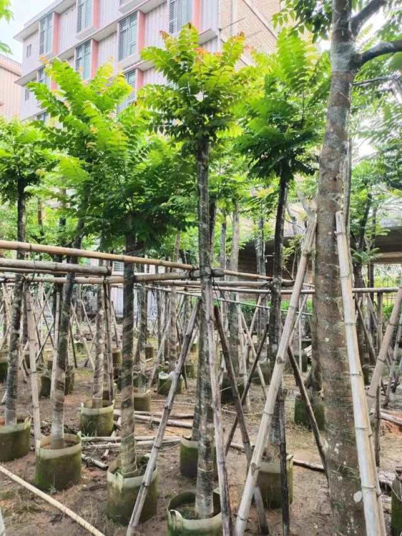 截杆麻楝麻8～12公分基地直销大小规格齐全欢迎来电