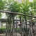 截杆麻楝麻8～12公分基地直销大小规格齐全欢迎来电