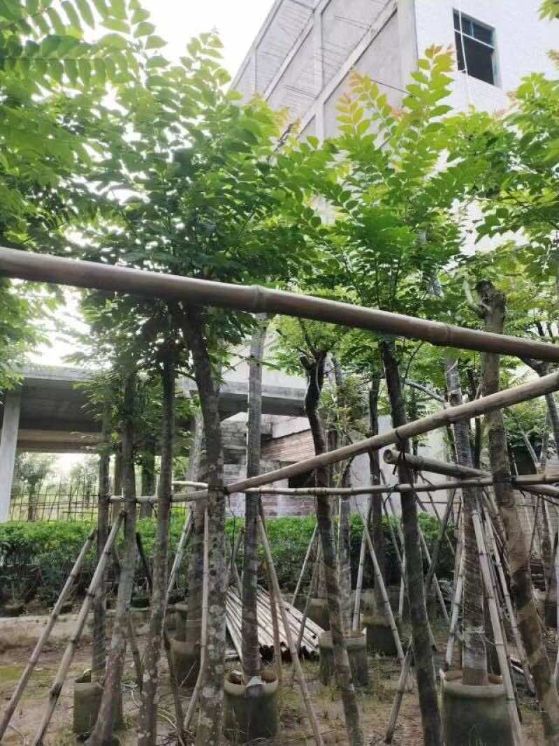 截杆麻楝麻8～12公分基地直销大小规格齐全欢迎来电