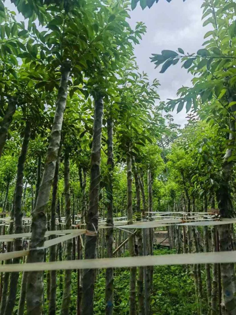 铁冬青/万紫千红3～12公分基地直销大小规格齐全