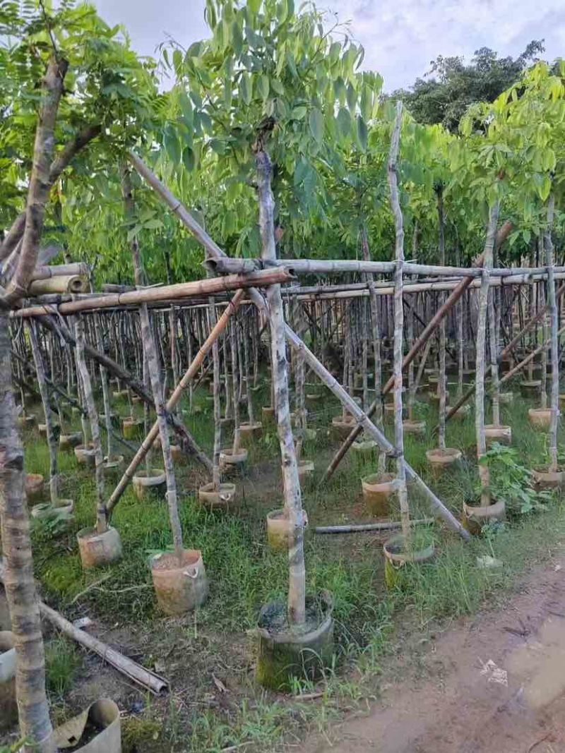 腊肠树3～10公分基地直销大小规格齐全欢迎老板来电