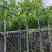 腊肠树3～10公分基地直销大小规格齐全欢迎老板来电