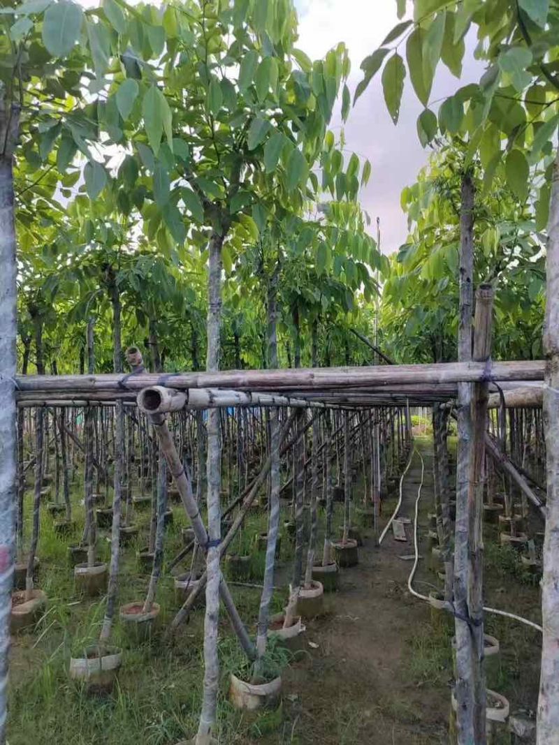 腊肠树3～10公分基地直销大小规格齐全欢迎老板来电