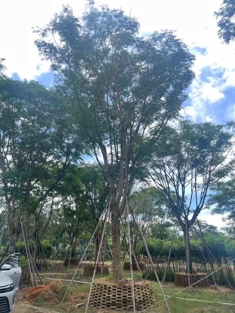 全冠凤凰木30～50公分基地直销大小规格齐全欢迎来电