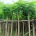 截杆凤凰树5～10公分基地直销大小规格齐全欢迎来电