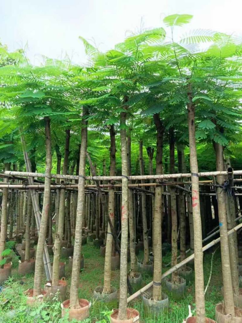 截杆凤凰树5～10公分基地直销大小规格齐全欢迎来电