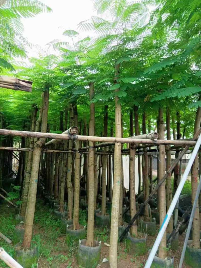截杆凤凰树5～10公分基地直销大小规格齐全欢迎来电