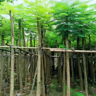 截杆凤凰树5～10公分基地直销大小规格齐全欢迎来电