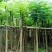 截杆凤凰树5～10公分基地直销大小规格齐全欢迎来电