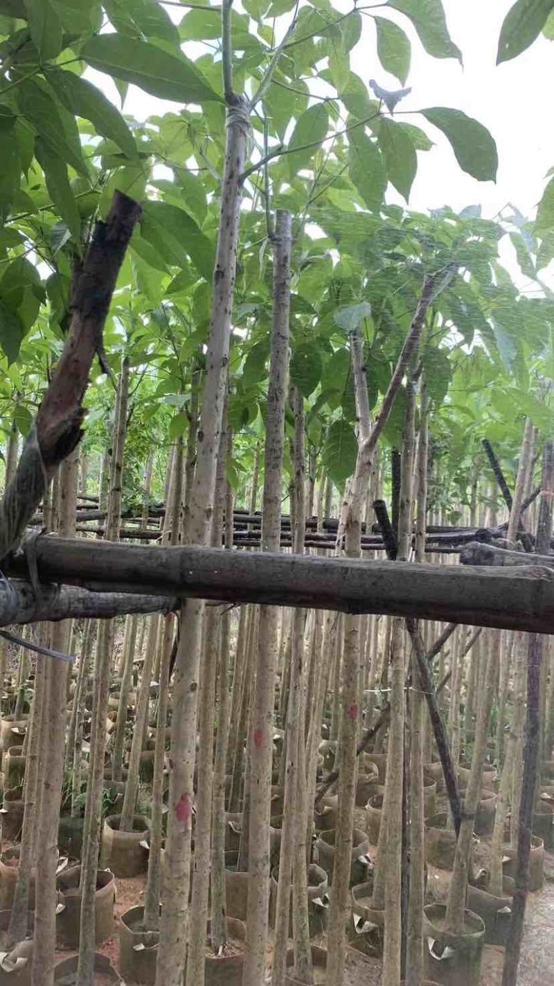 红花风铃木3～10公分基地直销大小规格齐全欢迎来电