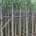 红花风铃木3～10公分基地直销大小规格齐全欢迎来电