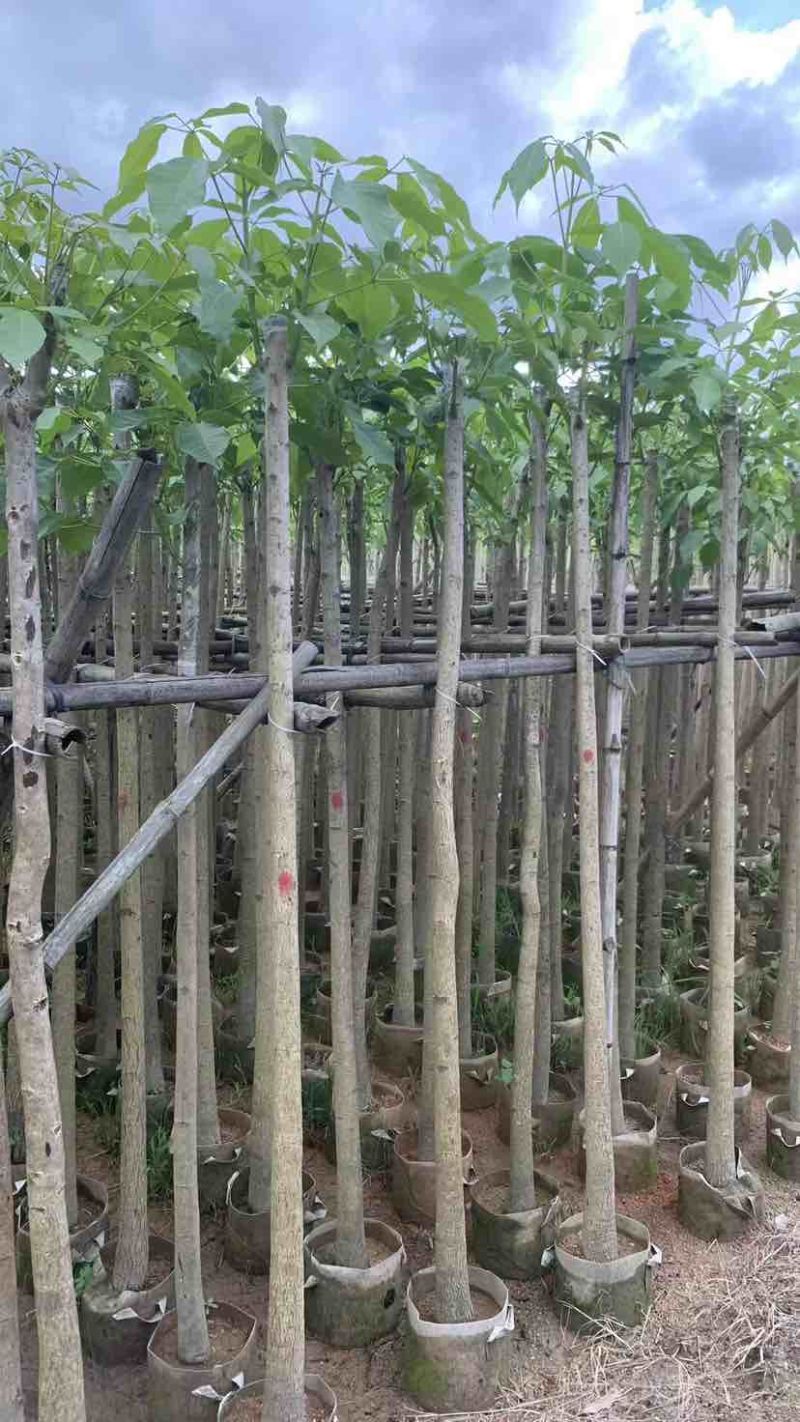 红花风铃木3～10公分基地直销大小规格齐全欢迎来电