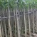 红花风铃木3～10公分基地直销大小规格齐全欢迎来电