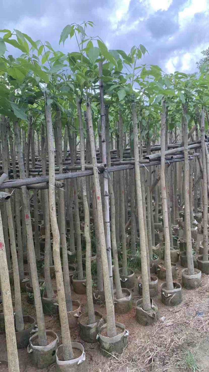 红花风铃木3～10公分基地直销大小规格齐全欢迎来电