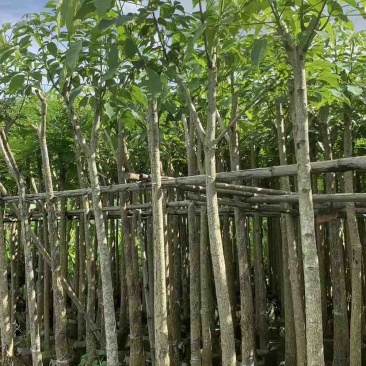 红花风铃木3～10公分基地直销大小规格齐全欢迎来电