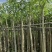 红花风铃木3～10公分基地直销大小规格齐全欢迎来电