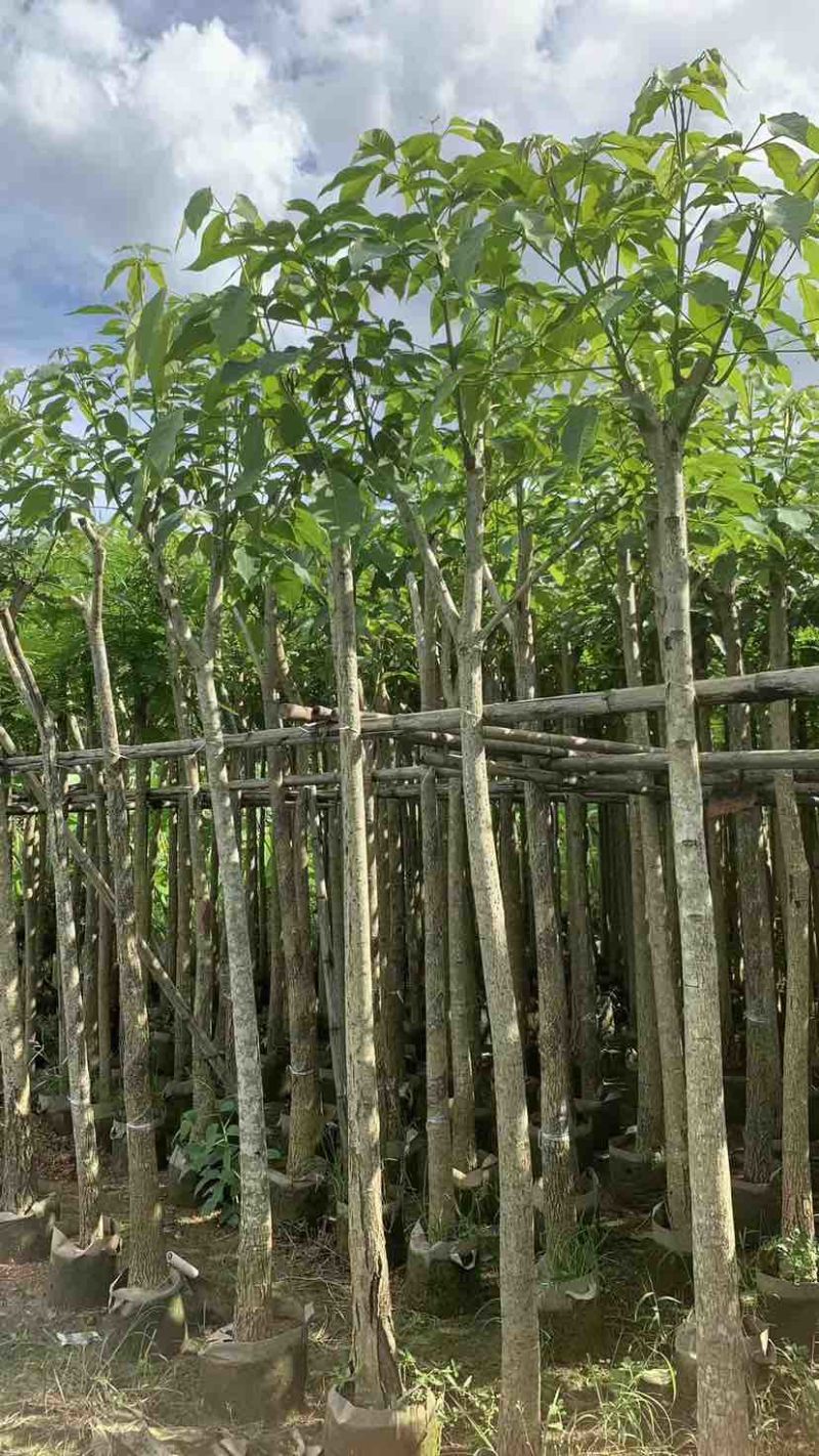红花风铃木3～10公分基地直销大小规格齐全欢迎来电