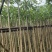 红花风铃木3～10公分基地直销大小规格齐全欢迎来电