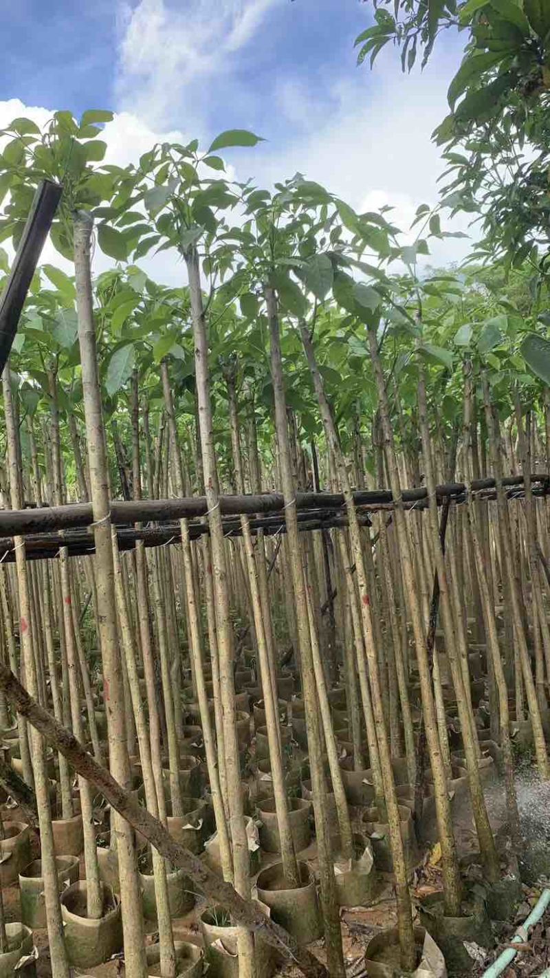 红花风铃木3～10公分基地直销大小规格齐全欢迎来电