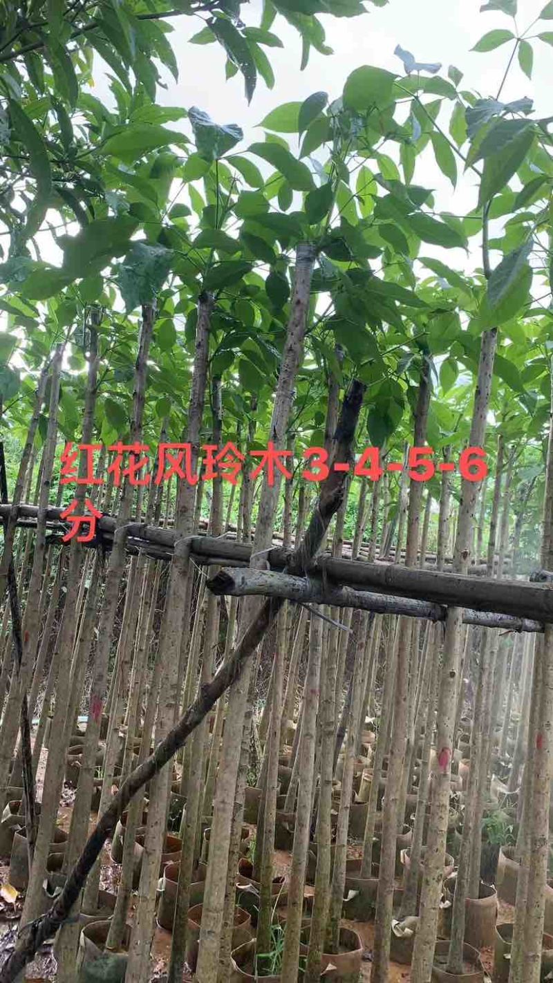 红花风铃木3～10公分基地直销大小规格齐全欢迎来电