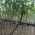 红花风铃木3～10公分基地直销大小规格齐全欢迎来电