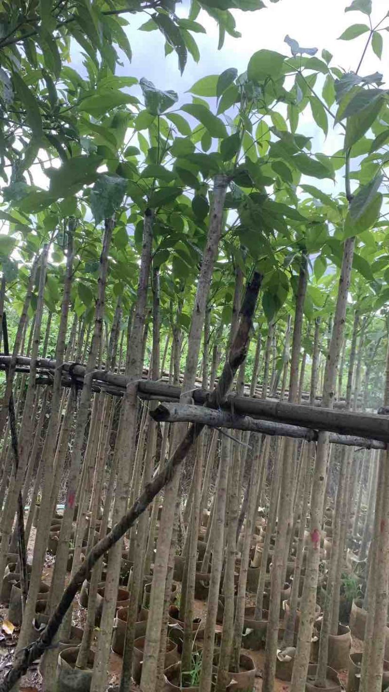 红花风铃木3～10公分基地直销大小规格齐全欢迎来电