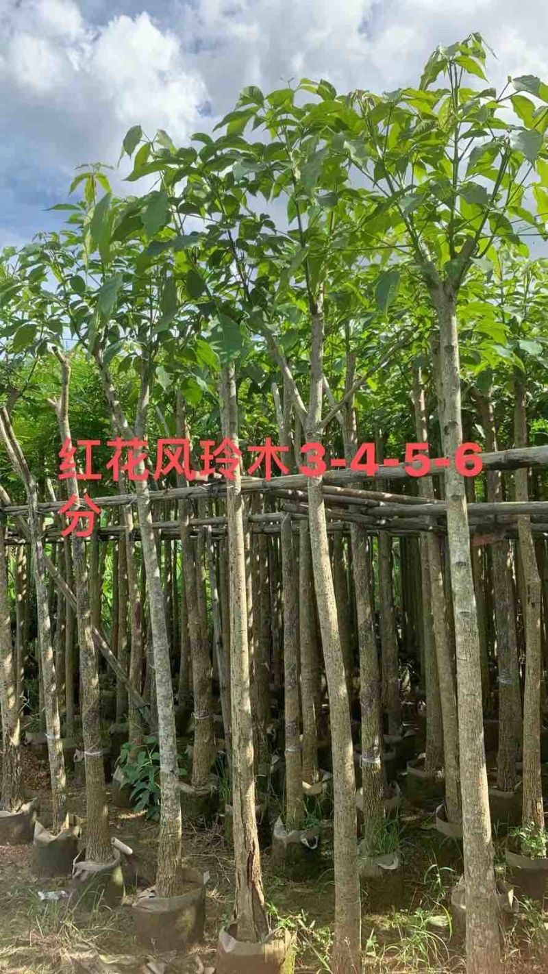 红花风铃木3～10公分基地直销大小规格齐全欢迎来电