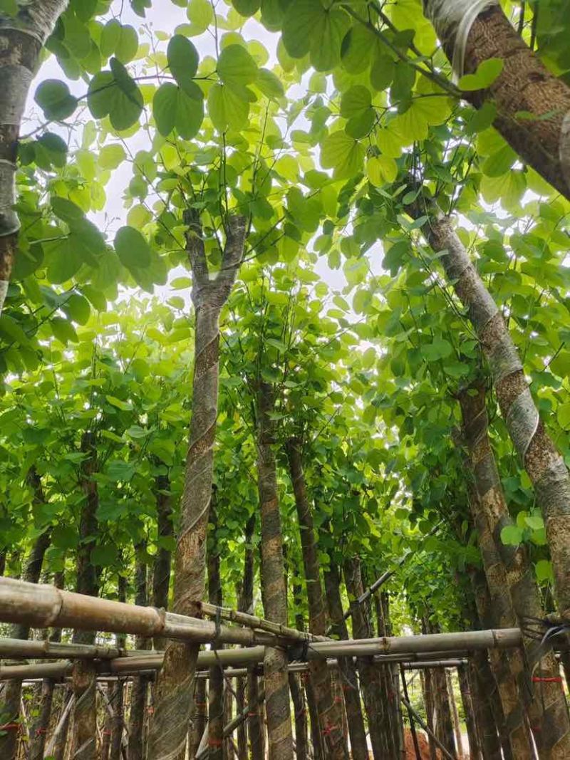 截杆宫粉紫荆5～10公分基地直销大小规格齐全欢迎来电