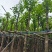 截杆宫粉紫荆5～10公分基地直销大小规格齐全欢迎来电