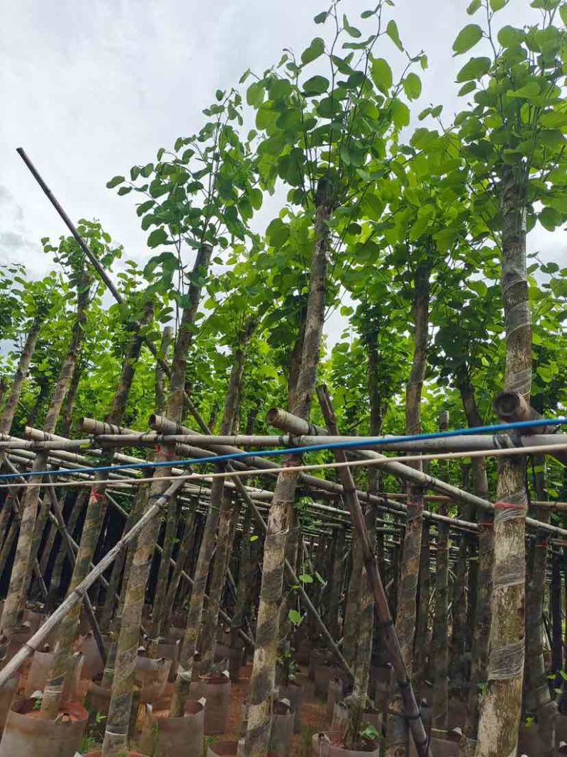 截杆宫粉紫荆5～10公分基地直销大小规格齐全欢迎来电