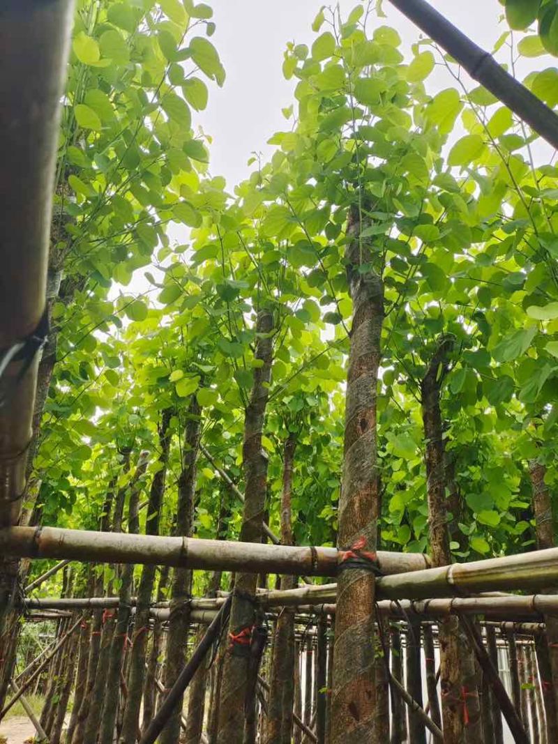 截杆宫粉紫荆5～10公分基地直销大小规格齐全欢迎来电