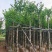 截杆宫粉紫荆5～10公分基地直销大小规格齐全欢迎来电