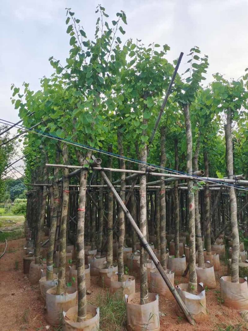 截杆宫粉紫荆5～10公分基地直销大小规格齐全欢迎来电