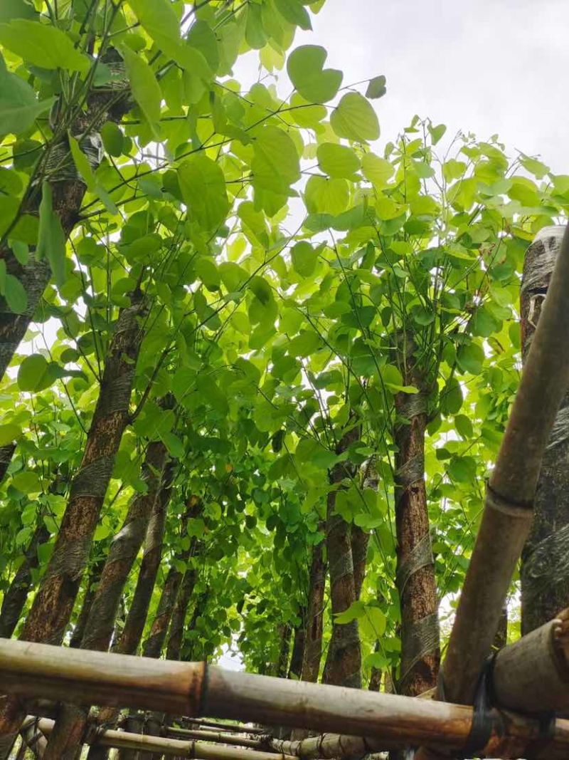 截杆宫粉紫荆5～10公分基地直销大小规格齐全欢迎来电