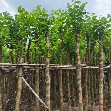 截杆宫粉紫荆5～10公分基地直销大小规格齐全欢迎来电
