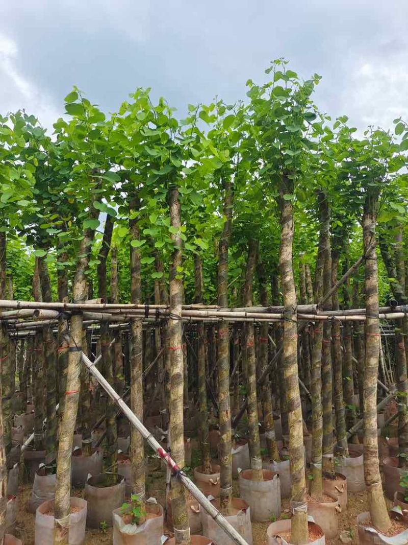 截杆宫粉紫荆5～10公分基地直销大小规格齐全欢迎来电