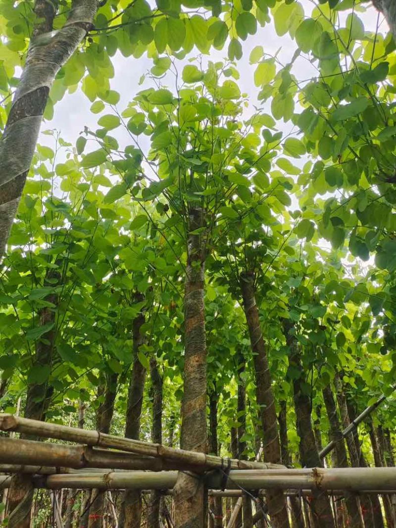 截杆宫粉紫荆5～10公分基地直销大小规格齐全欢迎来电