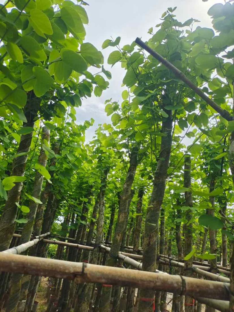截杆宫粉紫荆5～10公分基地直销大小规格齐全欢迎来电
