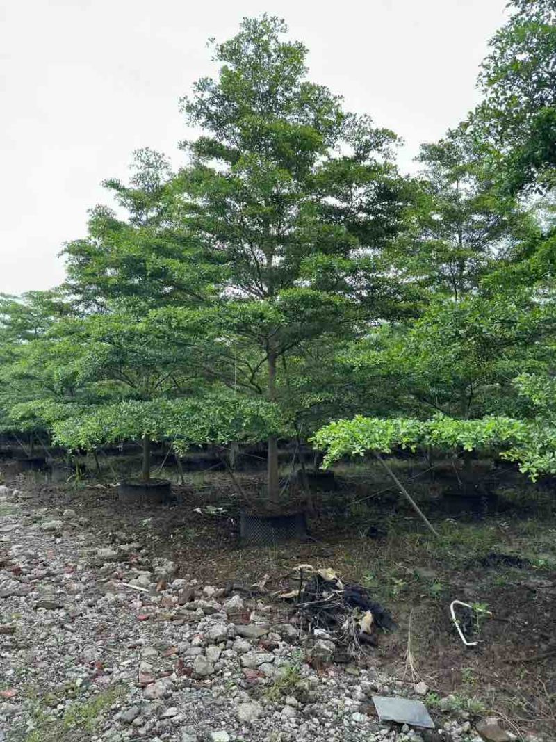 全冠小叶榄仁树10～15公分基地直销大小规格齐全
