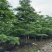 全冠小叶榄仁树10～15公分基地直销大小规格齐全