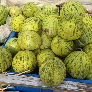 甜瓜（香瓜）