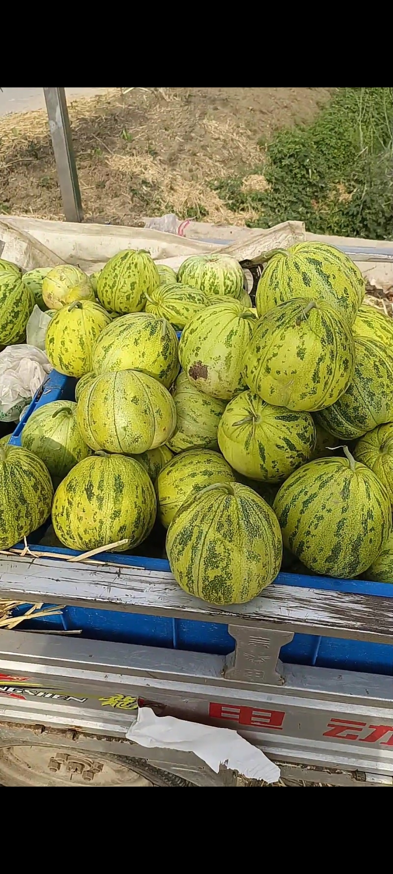 甜瓜（香瓜）