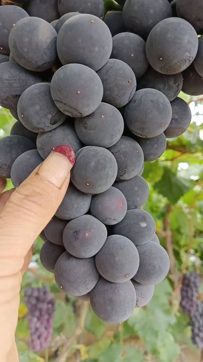 精品巨峰辽峰阳光玫瑰大量上市中