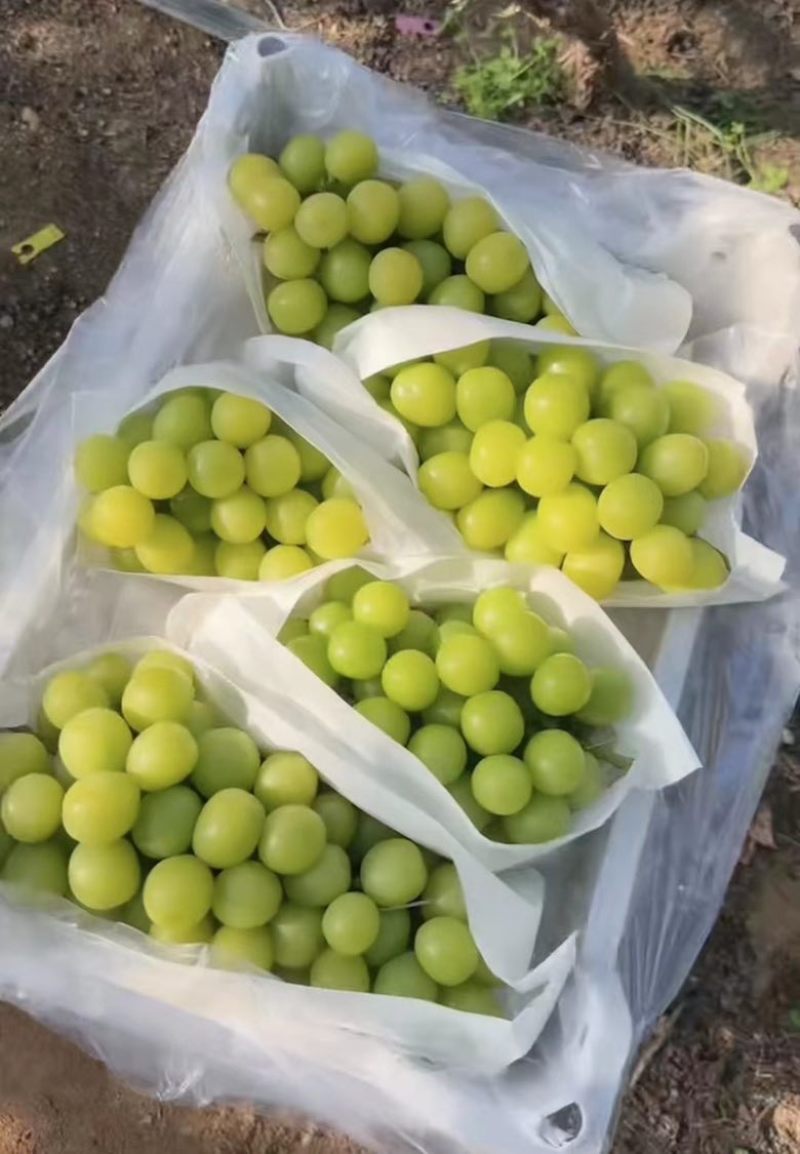 精品巨峰辽峰阳光玫瑰大量上市中