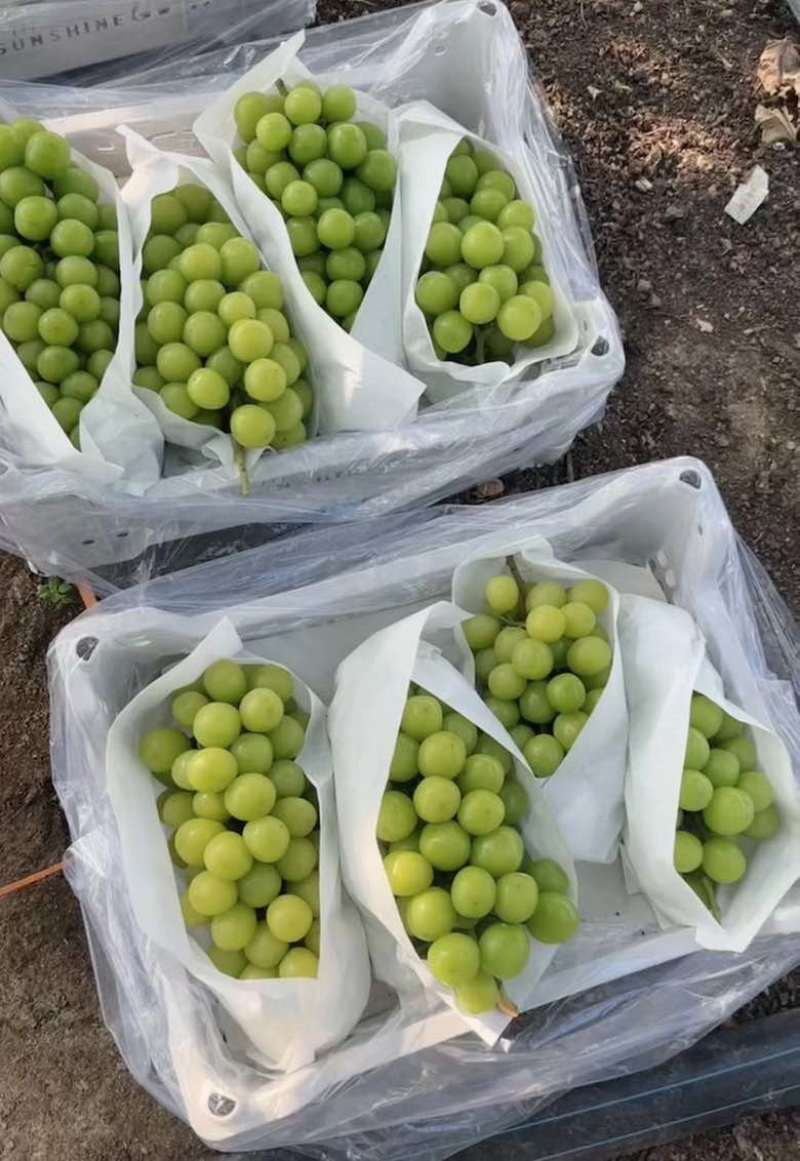 精品巨峰辽峰阳光玫瑰大量上市中