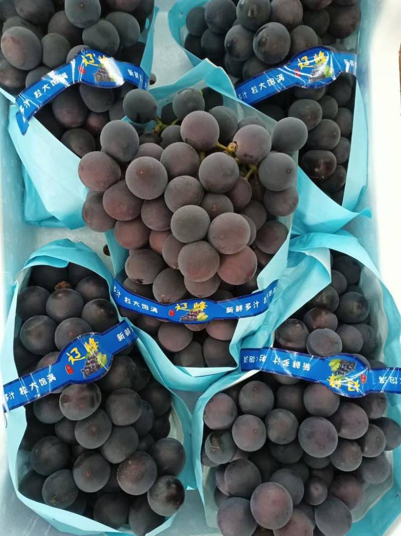 精品巨峰辽峰阳光玫瑰大量上市中
