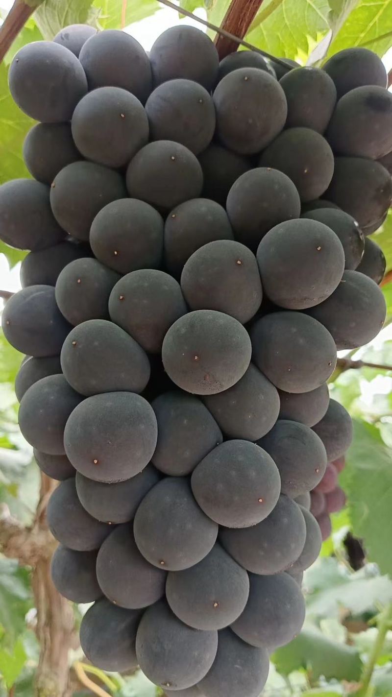 精品巨峰辽峰阳光玫瑰大量上市中