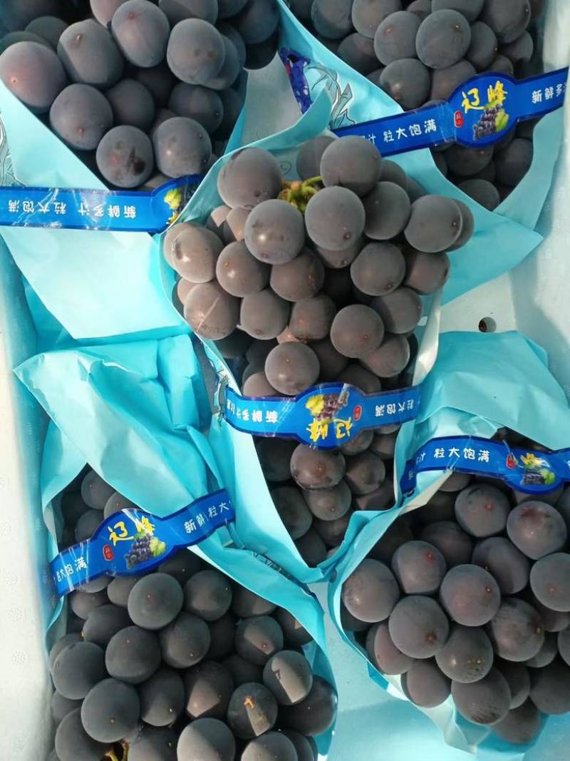 精品巨峰辽峰阳光玫瑰大量上市中